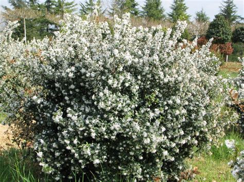 osmanthus x-burkwoodii - Guillot Bourne