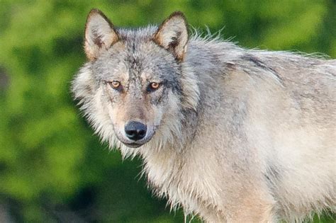 TIL There is a group of wolves in British Columbia known as "sea wolves" and 90% of their food ...