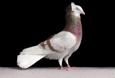 Different types pigeons | Curious, Funny Photos / Pictures