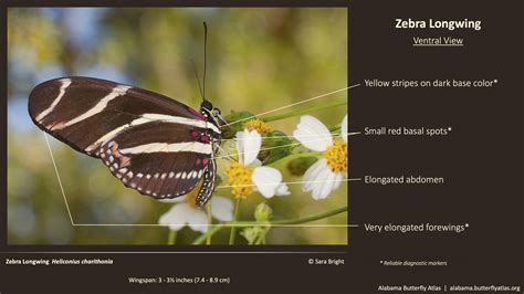 Zebra Longwing Butterfly Life Cycle