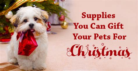 Supplies You Can Gift Your Pets For Christmas - BudgetVetCare Blog