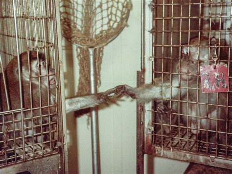 How PETA started the animal rights movement in Silver Spring ...