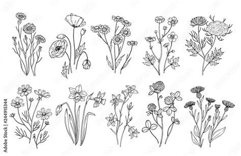 Wild flowers. Sketch wildflowers and herbs nature botanical elements ...