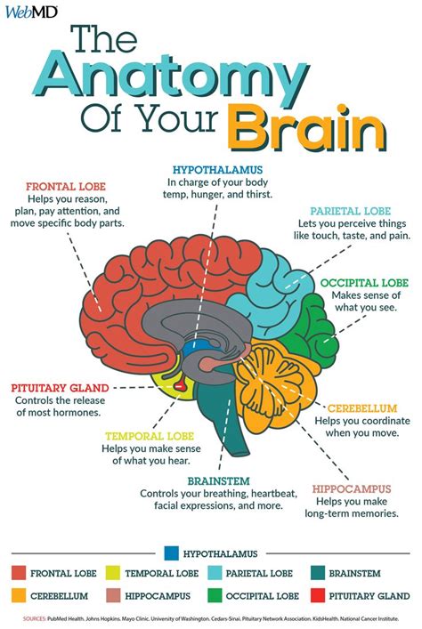 Brain Myths and Facts | Learning science, Medical student study, Brain ...