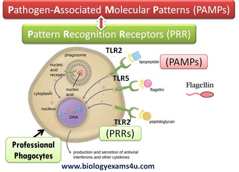 Difference between PAMPs and PRRs (Immunology)