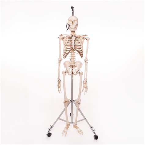 Real Human Skeleton Model