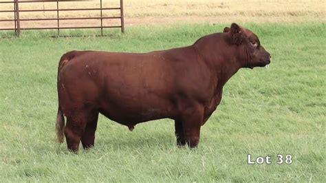 Black Hereford Ranch 38 - YouTube