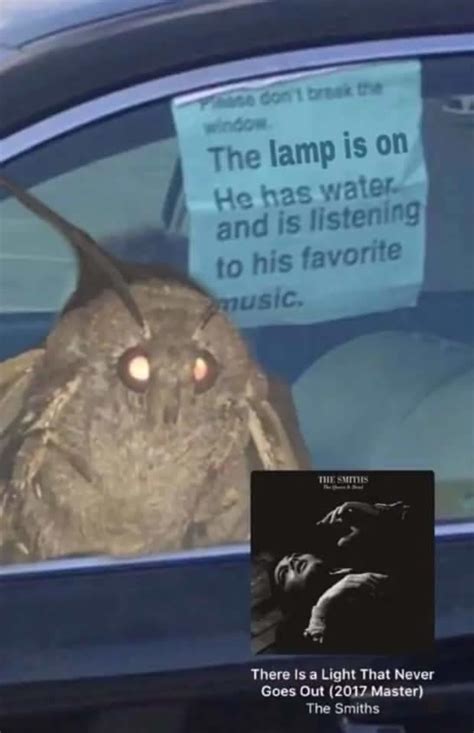 Moth memes are the best memes in ages | Moth Lamp | Know Your Meme