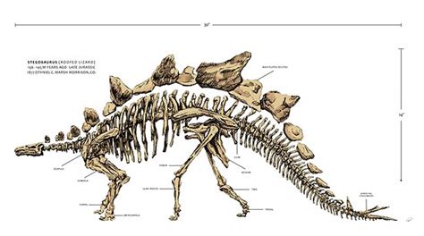 "Stegosaurus Skeleton w/ Stats" Poster by SPearsons | Redbubble