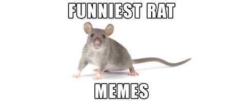 Funny Rat Pictures Meme - Land to FPR