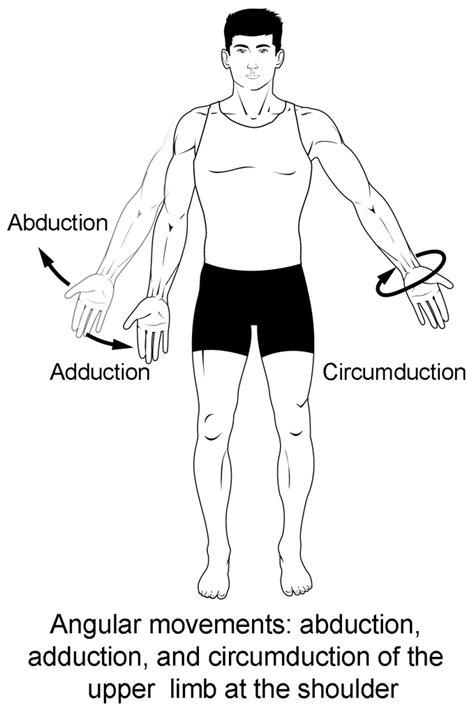 Abduction, Adduction and Circumduction Diagram | Quizlet