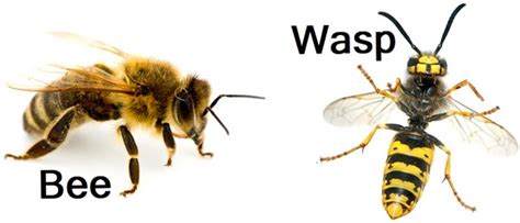 What Features Differentiate Wasps Vs Bees? - Pest Aid