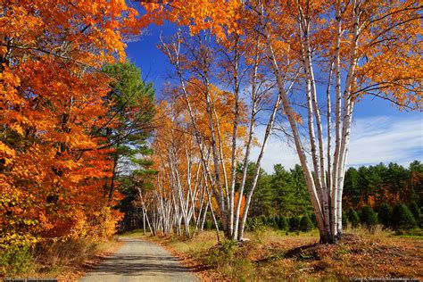 Fall Foliage - White Birch Trees | Some white birch trees li… | Flickr