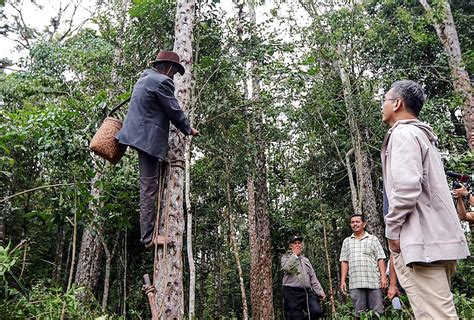 Bertemu Petani Kemenyan, Sihar Diharapkan Benahi Hutan - MEDANTODAY.COM | Semangat Perubahan