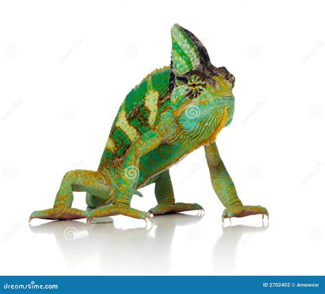 Chameleon stock photo. Image of close, eating, feeding - 2702402