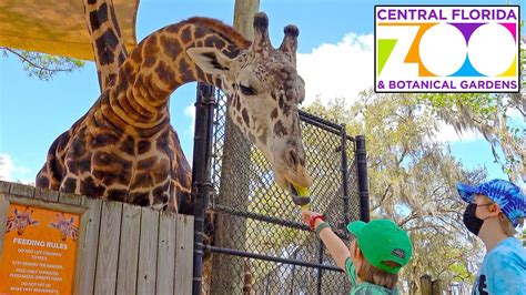 Central Florida ZOO Tour - Feeding a GIRAFFE & Petting Zoo Fun - Sony rx100 vii vlog 2022 - YouTube