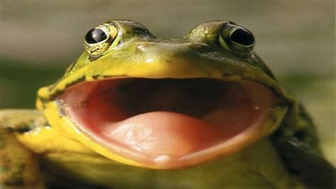 Frog Sounds - Noises - YouTube