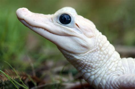 Photos: amazing photographs of rare white animals