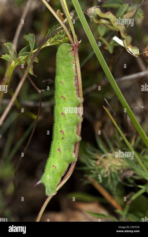 Narrow-bordered Bee Hawk-moth (Hemaris tityus, Haemorrhagia tityus, Hemaris scabiosae ...