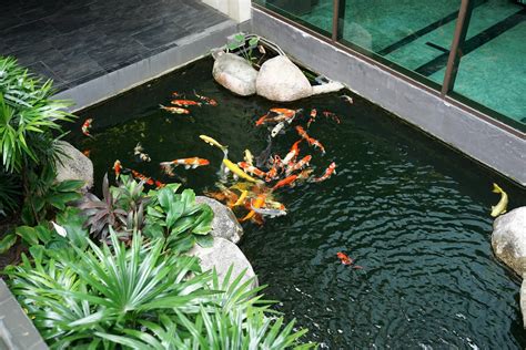 Modern Koi Pond