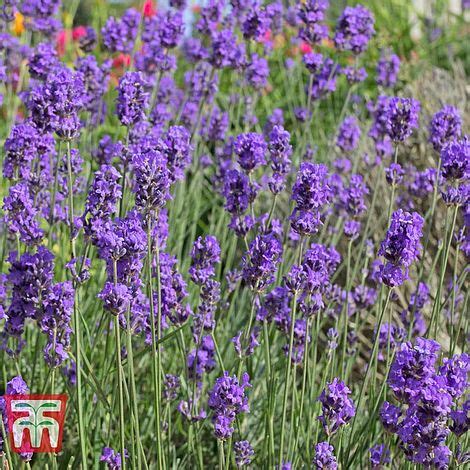 Lavender 'Munstead' Seeds - Beechmount Garden Centre