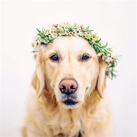 Wedding pets in flower crowns! Image: The Gehrmanns Flower Crown: Flower & Bloom | Animals ...