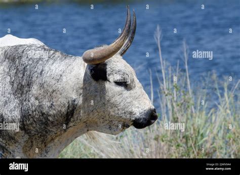 Texas Longhorn, Bos taurus taurus, bull Stock Photo - Alamy