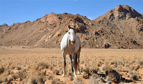 Where can you see wild horses in Namibia? - Namibia Experience