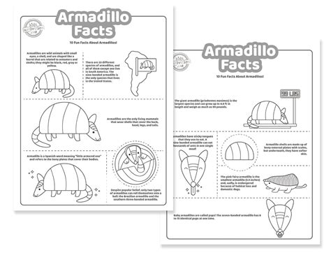 10+ Armadillo Facts Fun For Kids | Kids Activities Blog