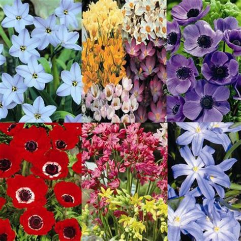 WHOLESALE FLOWER BULB. FLOWER BULB - APRIL BLOOMING FLOWERS - Blog.hr