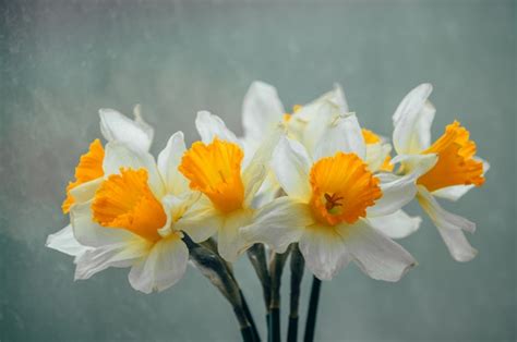 Premium Photo | Bouquet of spring daffodils