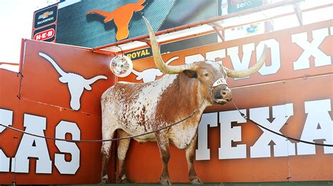 Texas Longhorns mascot Bevo XIV dies