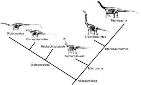 GEOL 104 Lecture 19: Sauropodomorpha: Size matters