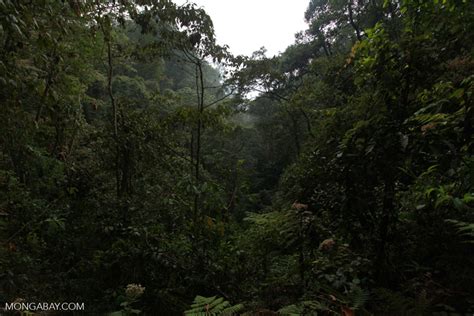 Cloud forest of Chicaque [colombia_1677]