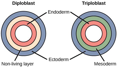 Embryological Development | Biology for Non-Majors II