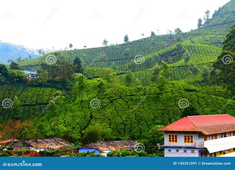 Beautiful Tea Garden with House Stock Image - Image of garden, hill ...