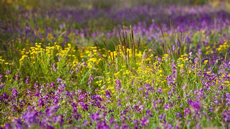 Plant Life - Temperate Grassland Tours