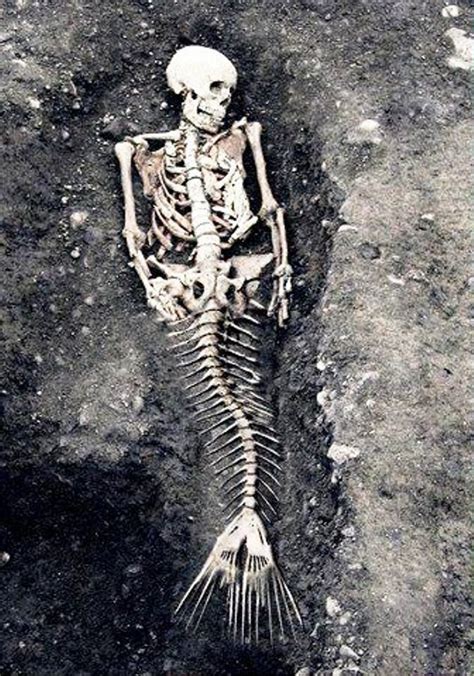 Mermaid skeleton — PLEASE BE REAL OH MY FRICKITY FRACK DIDDLY DACK I NEED IT | Misc. | Pinterest ...