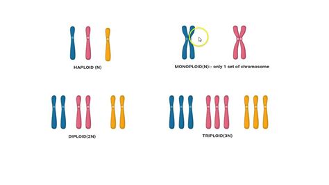 variations in chromosome numbers - YouTube