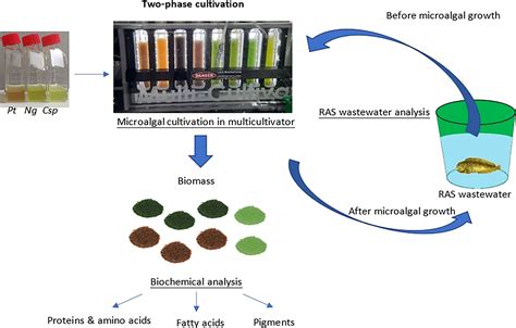 Frontiers | Two-phase microalgae cultivation for RAS water remediation and high-value biomass ...