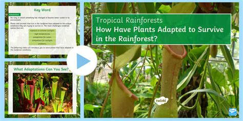 Plant Adaptations in the Rainforest | KS3 | Beyond Secondary