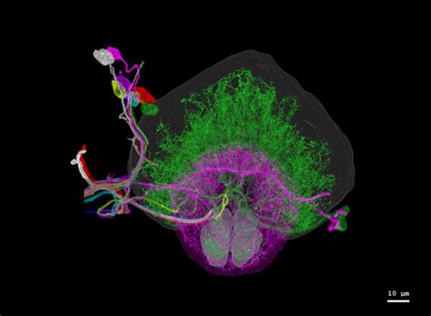 Check Out These Amazing Super-Detailed Images of Fruit Fly Brains ...