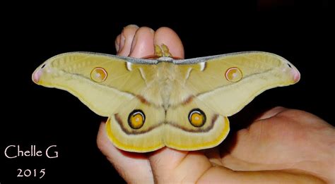 Last in Line...: Emperor Gum Moths ~ Our Latest Hatch