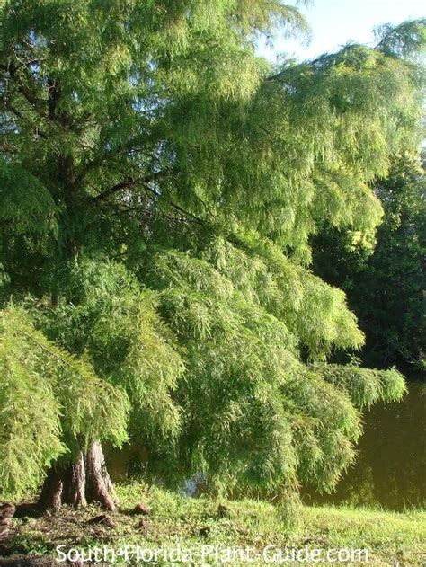 Bald cypress tree by a pond in 2020 | Bald cypress tree, Bald cypress, Cypress trees