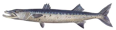 Stock Illustration - Great barracuda (Sphyraena barracuda)