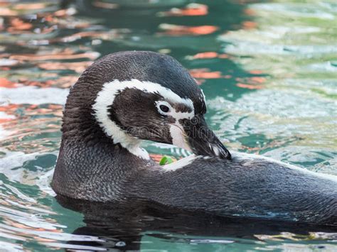 Humboldt Penguin or Peruvian Penguin Spheniscus Humboldti Stock Photo - Image of patranca ...