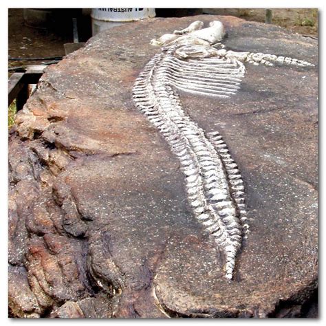 Australian Freshwater Dolphin Fossil Dig - Sculpture & Statue