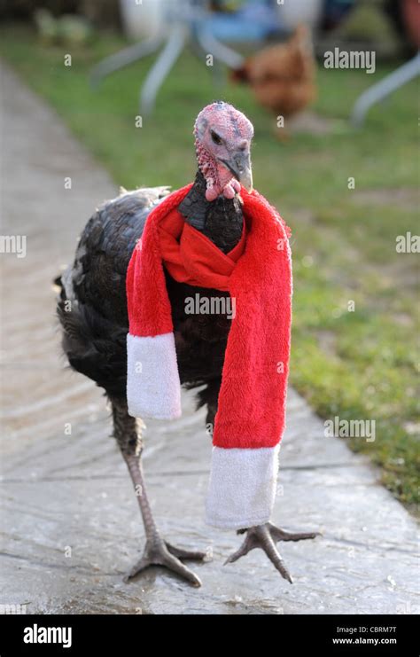 Turkey bird funny hi-res stock photography and images - Alamy