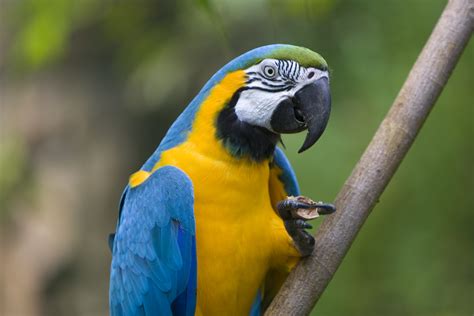 File:Blue-and-yellow Macaw (Ara ararauna) -9.jpg - Wikimedia Commons