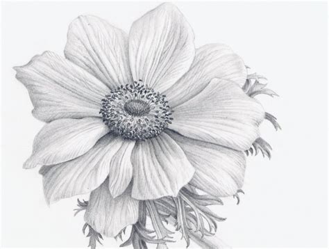 Realistic Flower Drawing - See more about Realistic Flower Drawing, drawing a realistic flower ...